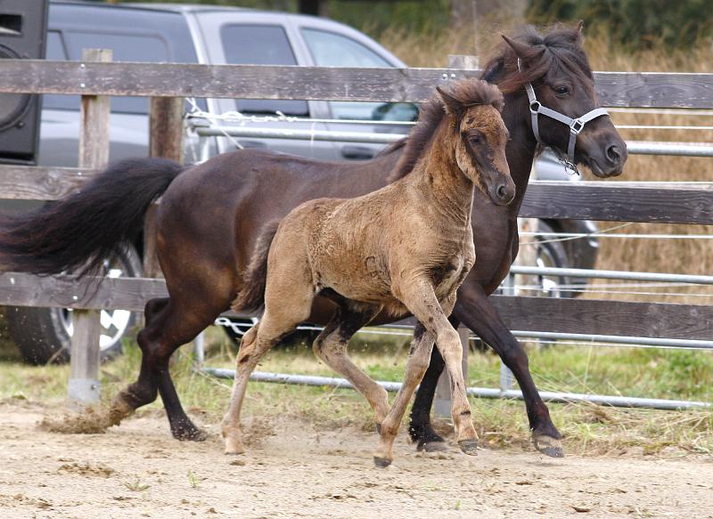 Njola von Heidmoor i.jpg